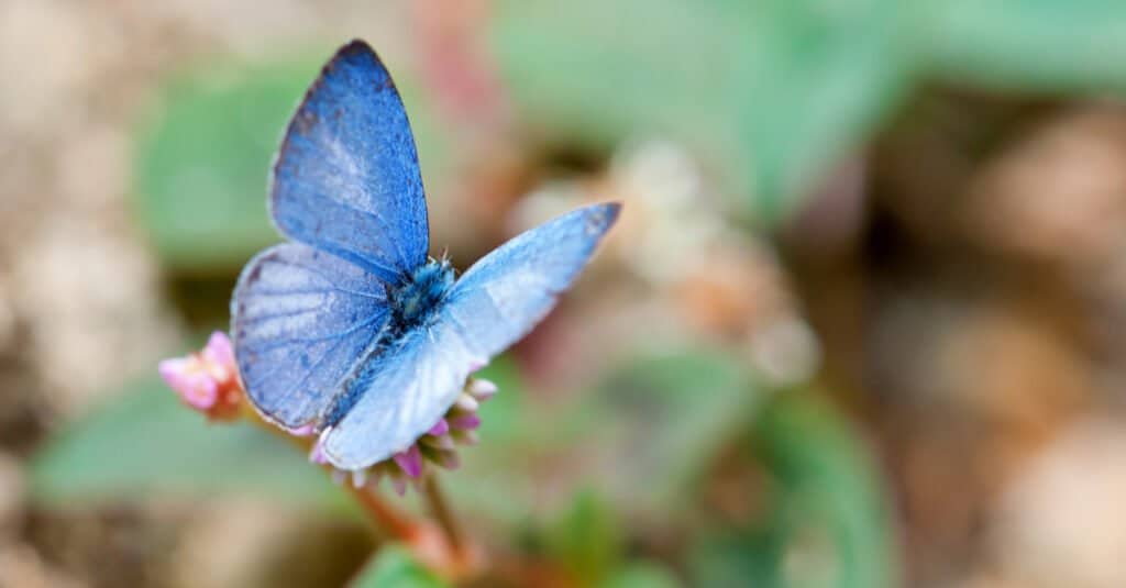 Spring Azure with wings spread on blurred background
