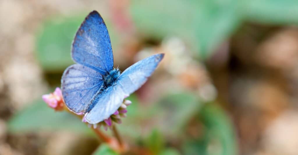 8 Most Unique Butterflies in the World - A-Z Animals