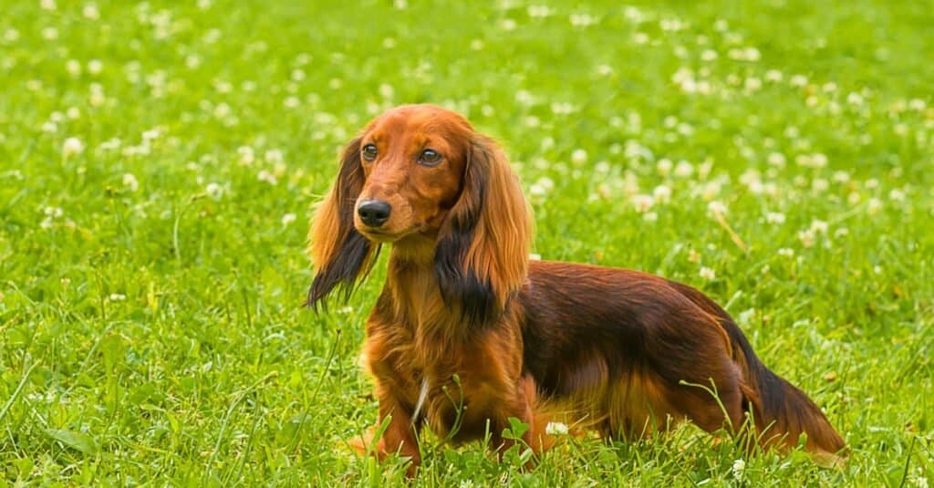 Dachshund puppy in a field of flowers