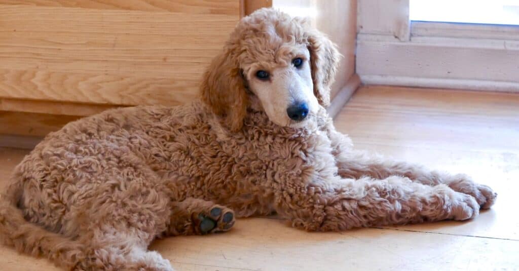 Standard poodle puppy laying on hardwood floor