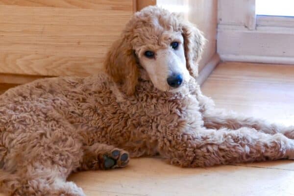 Poodles are very active and intelligent. 