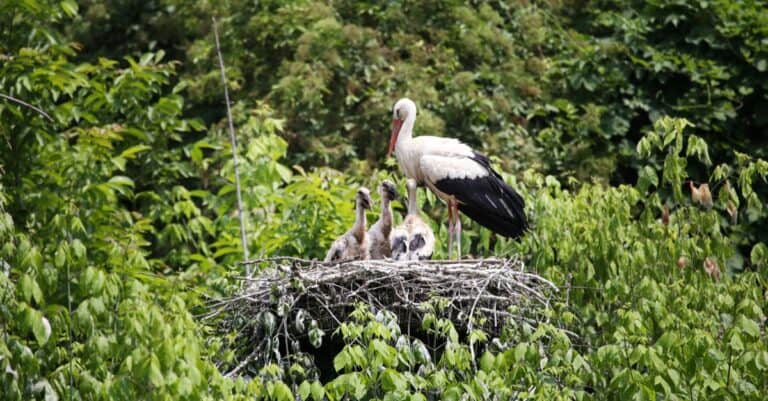 White storks with young baby storks on the nest.