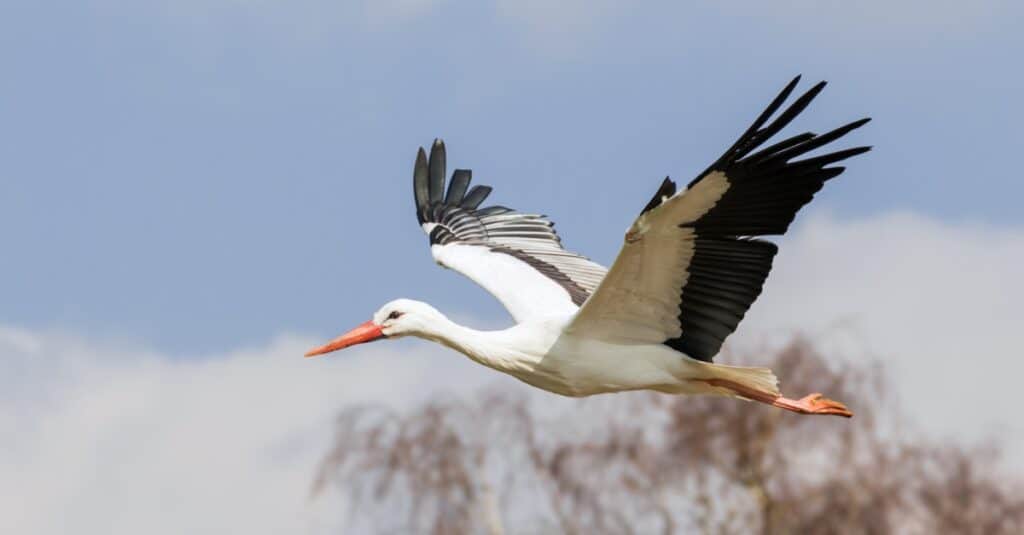 A beautiful white stork flies past some woodland.