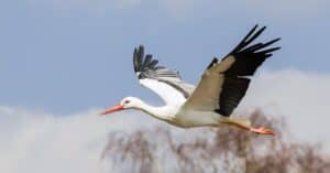 The White Stork: National Bird of Ukraine Picture