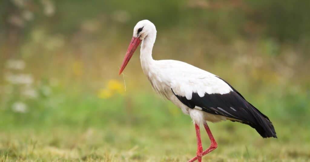 Stork in field