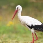 Stork