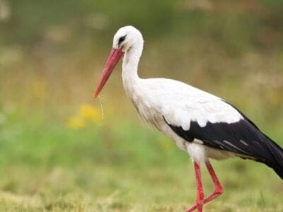 A Stork