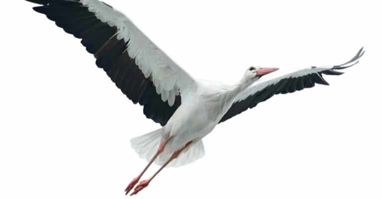 Flying stork isolated on white background