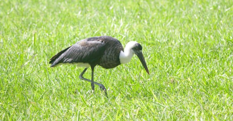 Black and white woolly-necked stork in green grass.