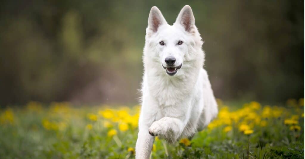 Swiss Shepherd running through field of yellow flowers