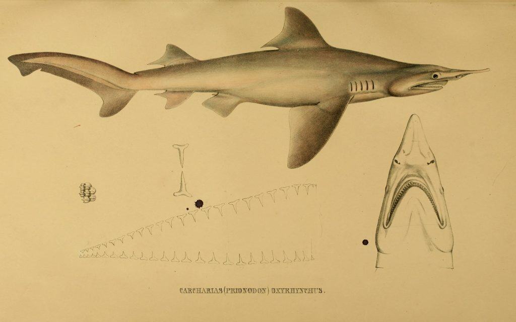 Endangered sharks