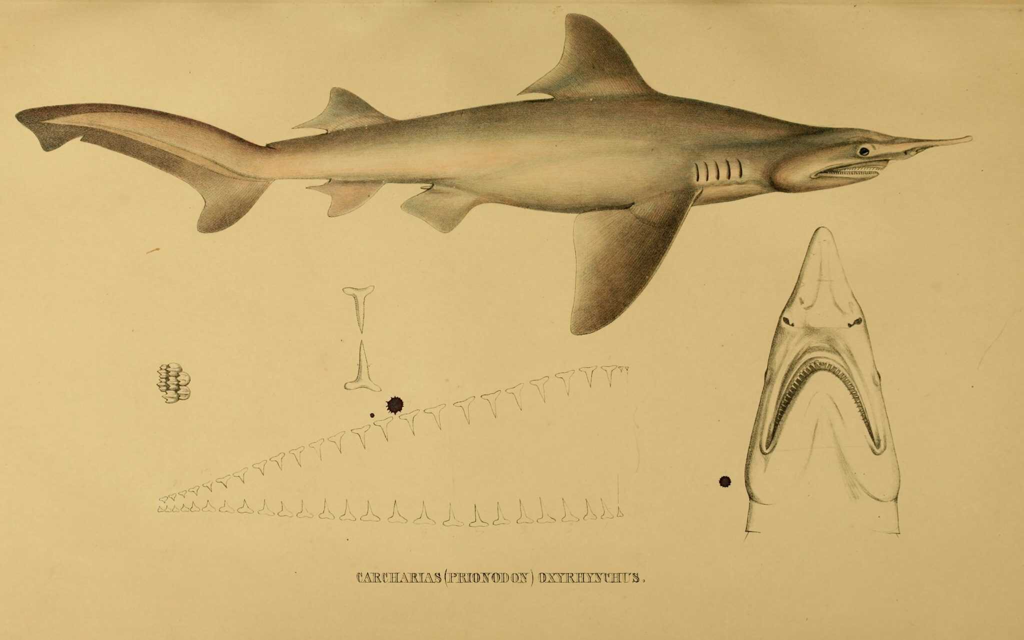 Exploring the Plight of Endangered Sharks: 10 Species at Risk - A-Z Animals