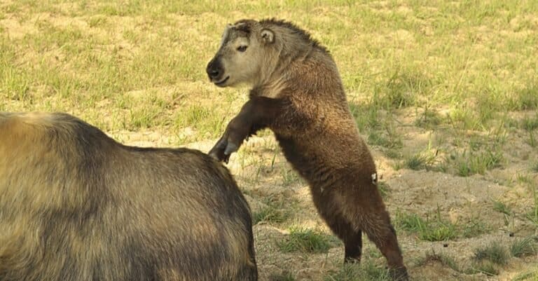 Takin is an artiodactyl mammal from the family of Polorogi. Takins live in the Eastern Himalayas, prefer dense thickets.
