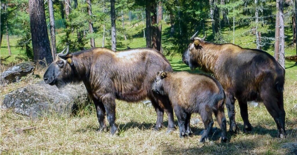 The 'Dong Gyem Tsey' or Takin has been diligently chosen as the National Animal of Bhutan because it is unique, rare and native to Bhutan. It is closely associated to religious history and mythology of the country.
