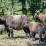 Bhutan takin