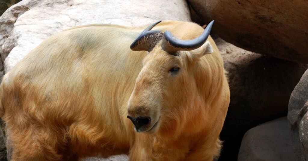 A Bhutan Takin close-up