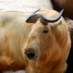 Takin