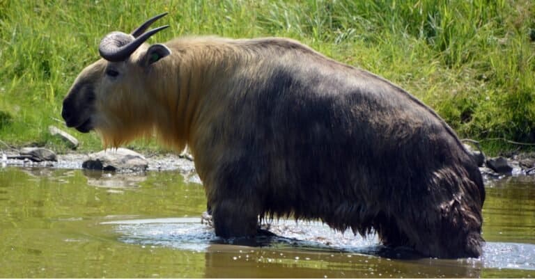 Tibetan takin is a subspecies of takin (goat-antelope).
