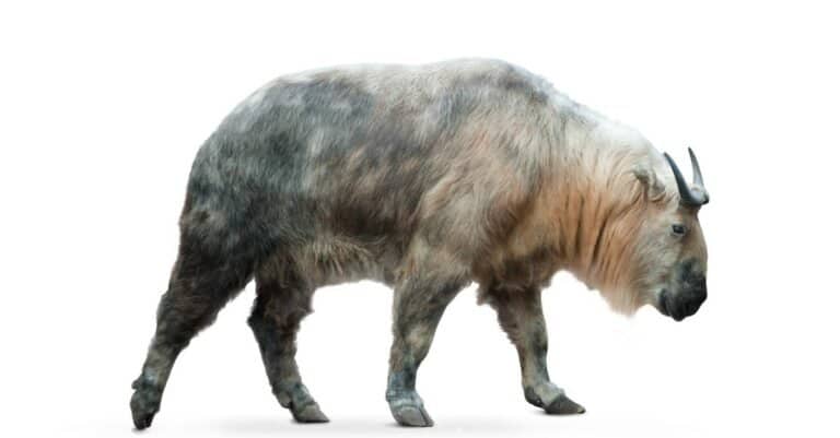 Chinese takin isolated over a white background