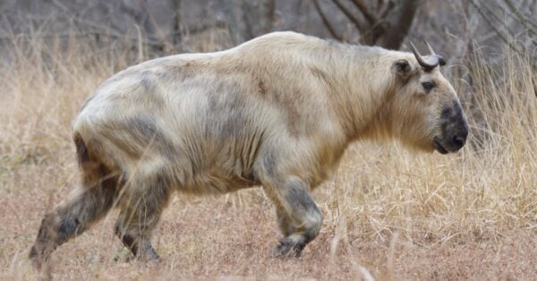 Takin Rearing Why the Golden Takin’s Jurassic Roar Is So Unforgettable - A-Z Animals