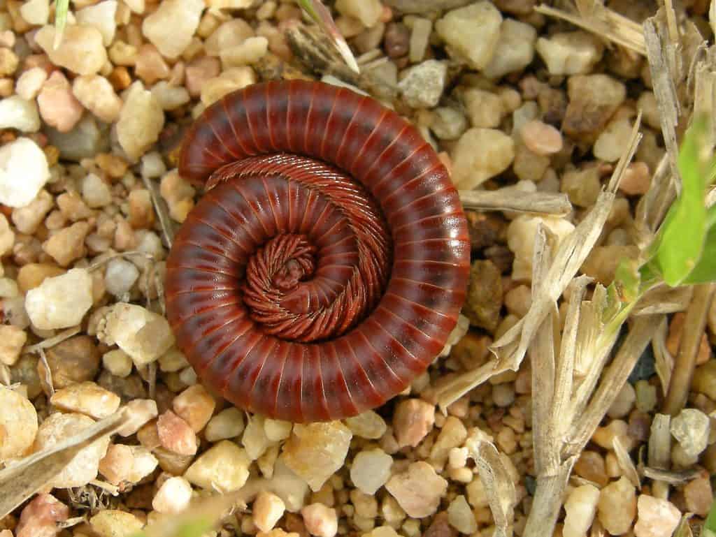largest millipedes