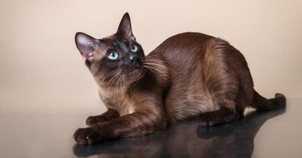 brown cat breed