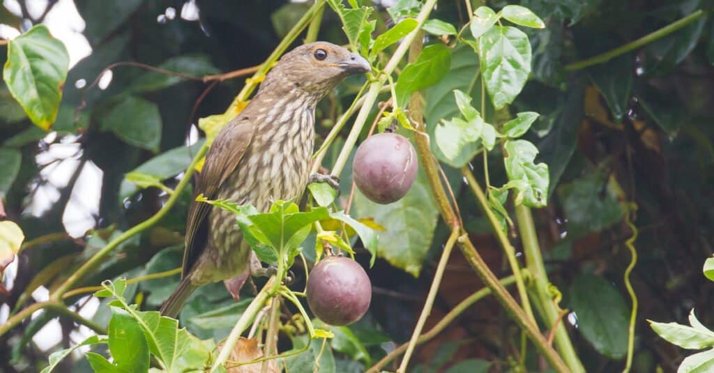 Birds with teeth: Tooth-Billed Bowerbird