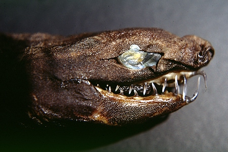 Viper dogfish (Trigonognathus kabeyai) from Hawaii