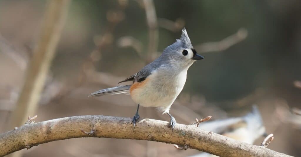Birds with mohawks: Tufted Titmouse