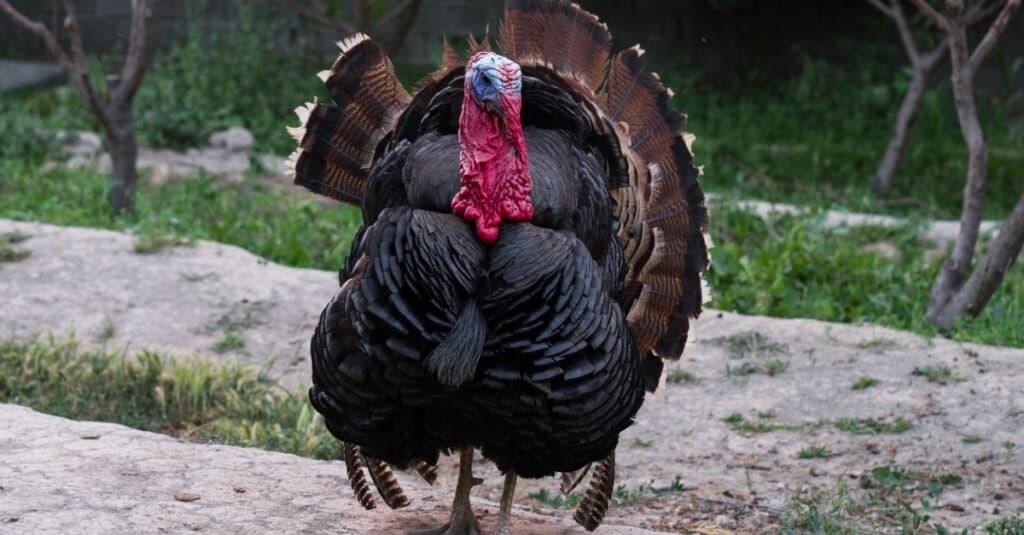 How And Where Do Turkeys Sleep IMP WORLD   Turkey 1024x535 