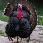Turkeys love to be stroked, petted, and cuddled. They will remember your face and if they like you, they will come up to you to greet you.