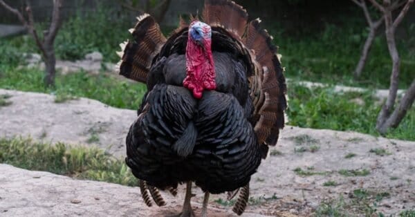 how-and-where-do-turkeys-sleep-az-animals