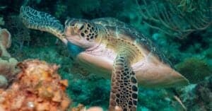 Do Turtles Really Breathe Out of Their Butts? Picture
