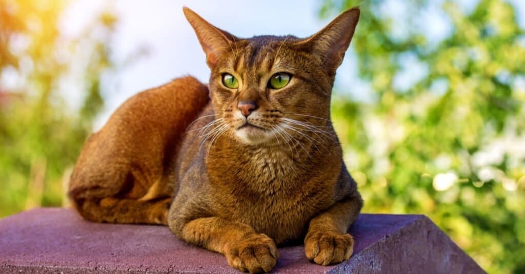 Types of Egyptian Cat Breeds