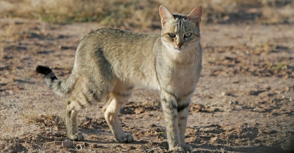 egyptian wild cat