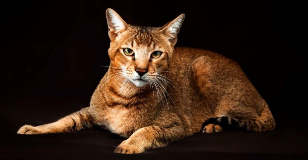 Types of Egyptian Cat Breeds