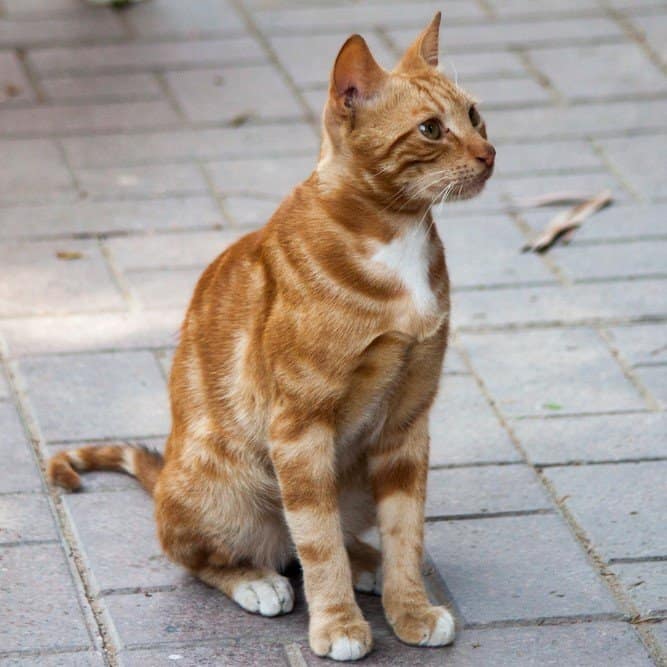 Types of Egyptian Cat Breeds