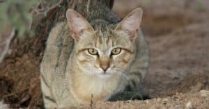 Types of Egyptian Cat Breeds Picture