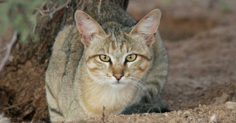 Types of Egyptian Cat Breeds