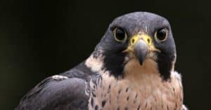Types of Falcon Birds Picture