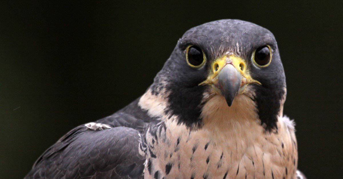 Types of Falcon Birds