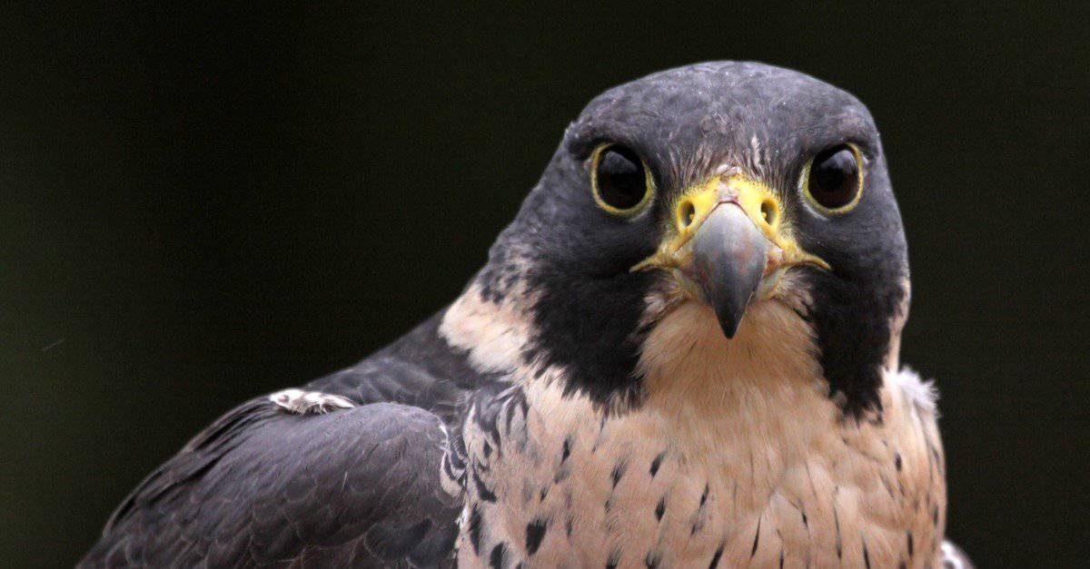 Falcon Beak