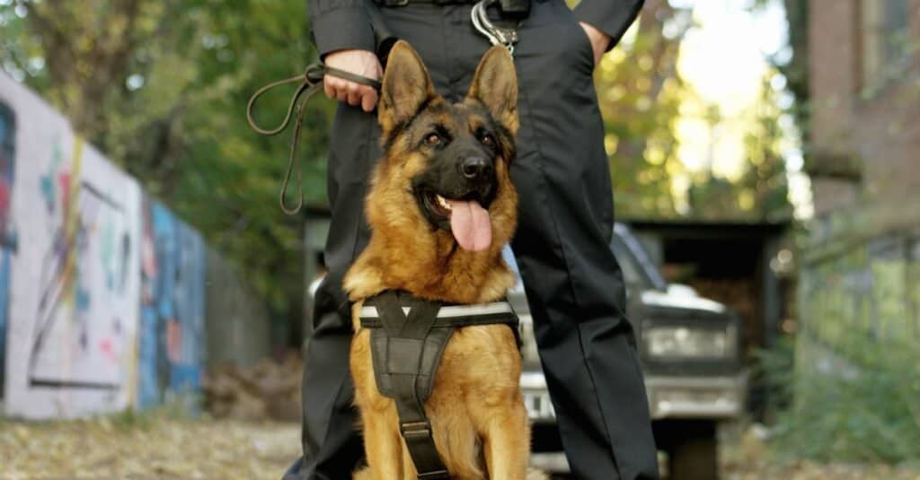 Types of Police Dogs