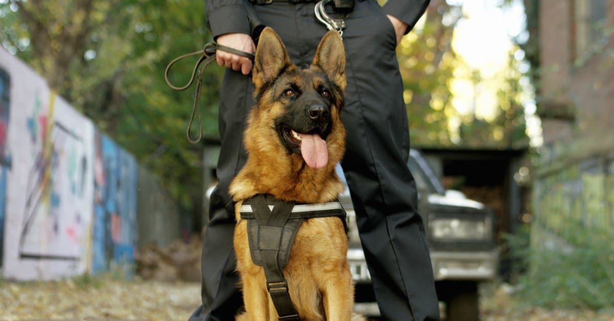 are police dogs only german shepherds