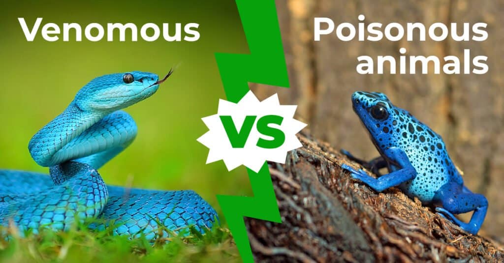 Venomous vs Poisonous Animals 1200x627