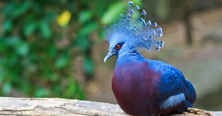 Birds with mohawks: Victoria Crowned Pigeon