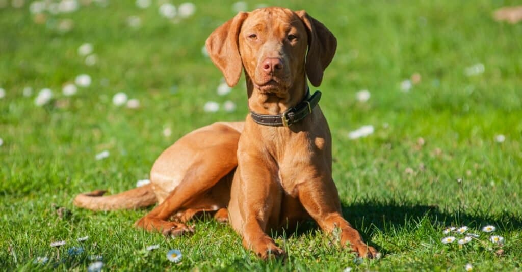 regal Vizsla outside in grass