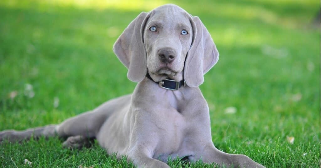 gray short haired dog