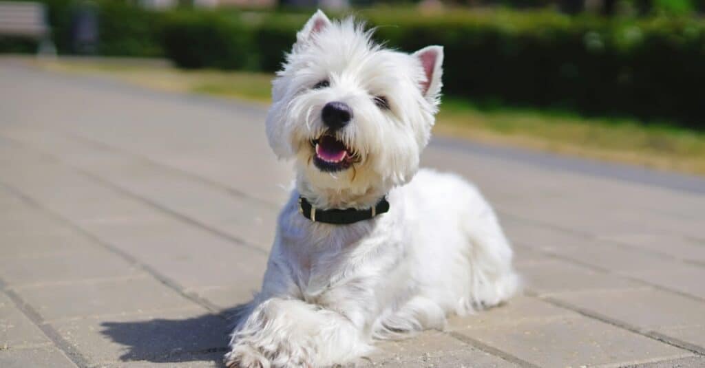 West Highland Terrier with fresh haircut laying on pavers