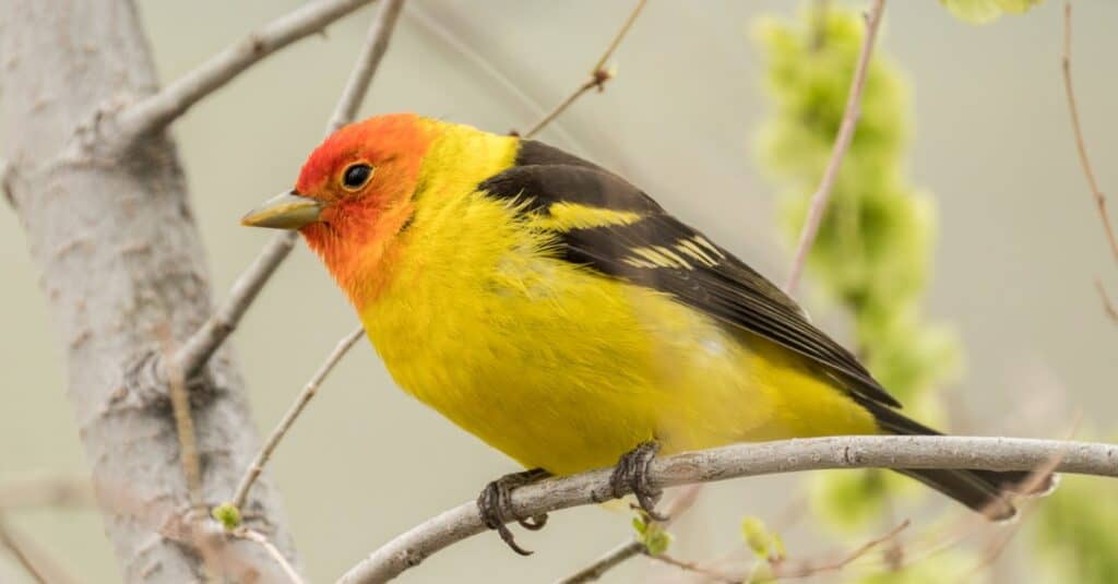 Yellow-breasted birds: Western Tanager